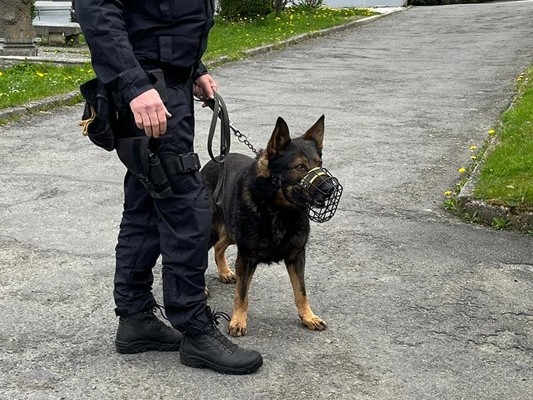 Ukázka práce policejních psů
