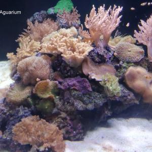 sea-life-aguarium.jpg